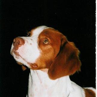 A dog image from https://images.dog.ceo/breeds/spaniel-brittany/n02101388_2888.jpg