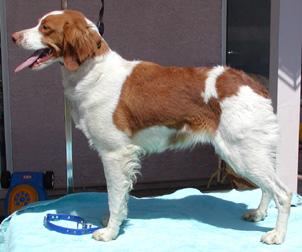 A dog image from https://images.dog.ceo/breeds/spaniel-brittany/n02101388_3003.jpg