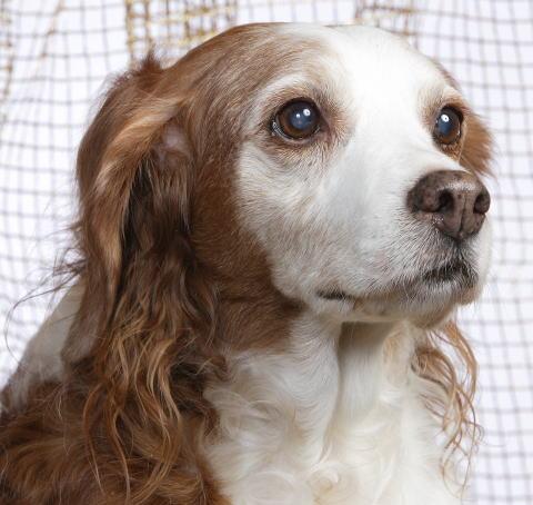 A dog image from https://images.dog.ceo/breeds/spaniel-brittany/n02101388_3064.jpg