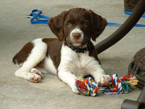 A dog image from https://images.dog.ceo/breeds/spaniel-brittany/n02101388_3280.jpg