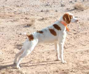 A dog image from https://images.dog.ceo/breeds/spaniel-brittany/n02101388_3762.jpg