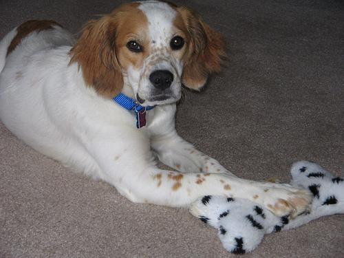 A dog image from https://images.dog.ceo/breeds/spaniel-brittany/n02101388_4110.jpg