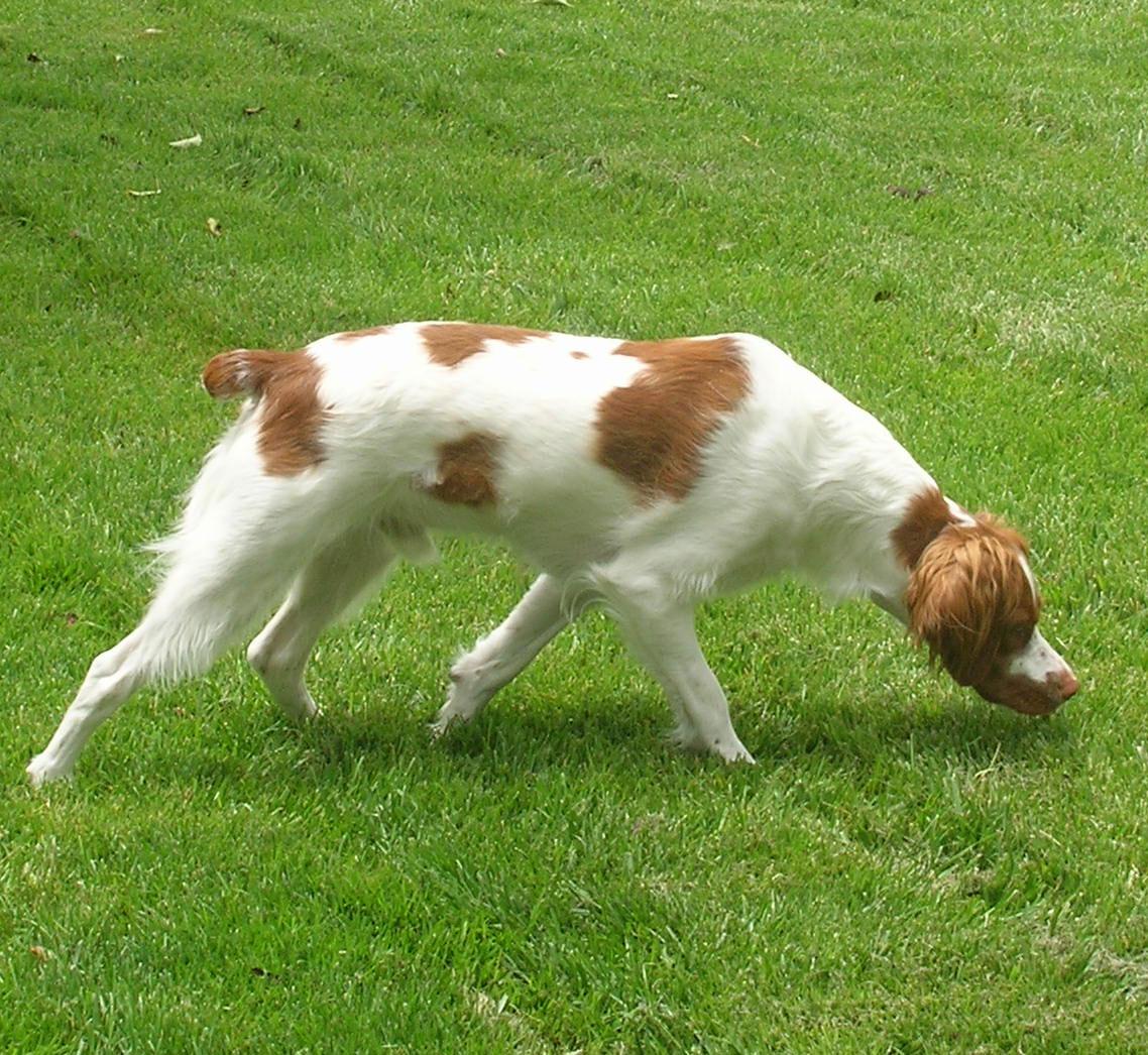 A dog image from https://images.dog.ceo/breeds/spaniel-brittany/n02101388_4240.jpg