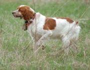 A dog image from https://images.dog.ceo/breeds/spaniel-brittany/n02101388_4422.jpg