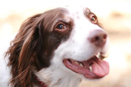 A dog image from https://images.dog.ceo/breeds/spaniel-brittany/n02101388_4556.jpg