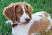 A dog image from https://images.dog.ceo/breeds/spaniel-brittany/n02101388_5512.jpg