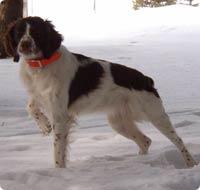 A dog image from https://images.dog.ceo/breeds/spaniel-brittany/n02101388_5541.jpg