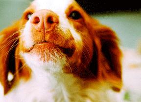 A dog image from https://images.dog.ceo/breeds/spaniel-brittany/n02101388_5745.jpg