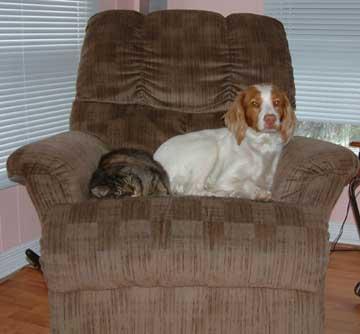 A dog image from https://images.dog.ceo/breeds/spaniel-brittany/n02101388_6057.jpg