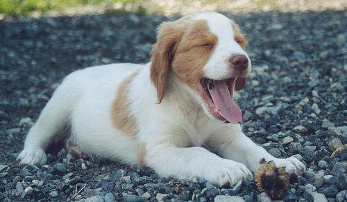 A dog image from https://images.dog.ceo/breeds/spaniel-brittany/n02101388_6494.jpg