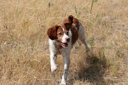 A dog image from https://images.dog.ceo/breeds/spaniel-brittany/n02101388_6538.jpg