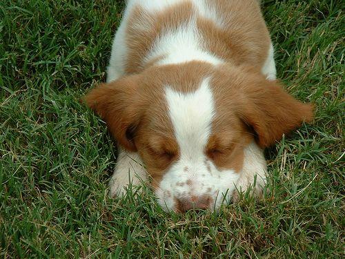 A dog image from https://images.dog.ceo/breeds/spaniel-brittany/n02101388_74.jpg