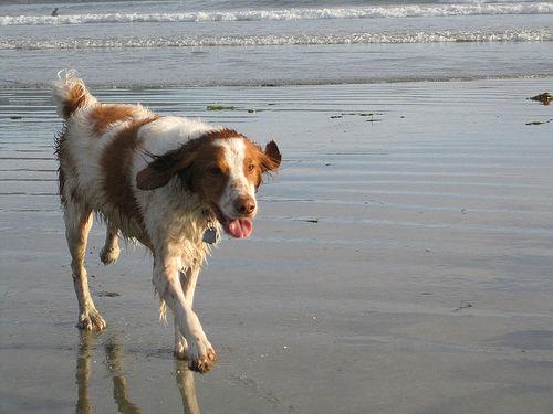 A dog image from https://images.dog.ceo/breeds/spaniel-brittany/n02101388_746.jpg