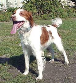 A dog image from https://images.dog.ceo/breeds/spaniel-brittany/n02101388_758.jpg