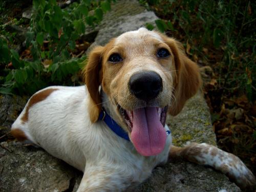 A dog image from https://images.dog.ceo/breeds/spaniel-brittany/n02101388_7643.jpg