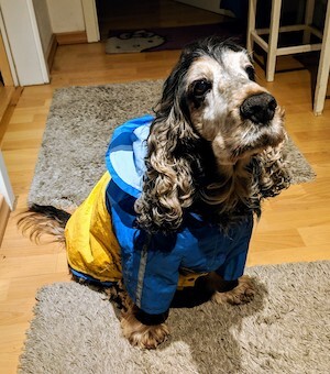 Cocker Spaniel