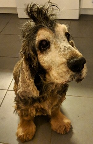 Cocker Spaniel