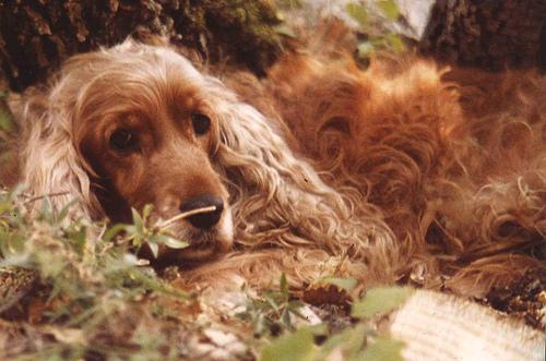 A dog image from https://images.dog.ceo/breeds/spaniel-cocker/n02102318_10179.jpg