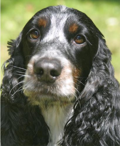 A dog image from https://images.dog.ceo/breeds/spaniel-cocker/n02102318_10818.jpg