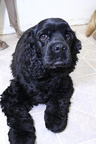 A dog image from https://images.dog.ceo/breeds/spaniel-cocker/n02102318_11221.jpg