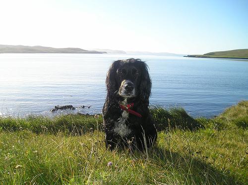 A dog image from https://images.dog.ceo/breeds/spaniel-cocker/n02102318_11443.jpg