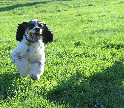 A dog image from https://images.dog.ceo/breeds/spaniel-cocker/n02102318_14073.jpg