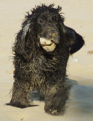 A dog image from https://images.dog.ceo/breeds/spaniel-cocker/n02102318_1458.jpg