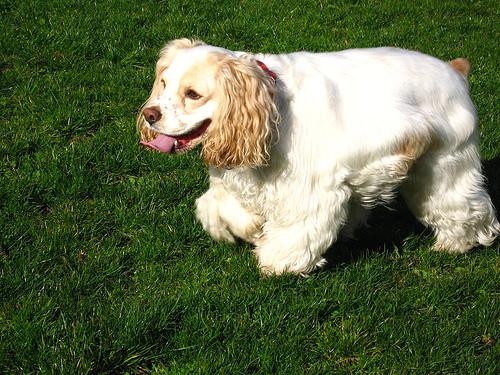 A dog image from https://images.dog.ceo/breeds/spaniel-cocker/n02102318_14892.jpg