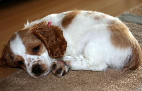 A dog image from https://images.dog.ceo/breeds/spaniel-cocker/n02102318_1671.jpg