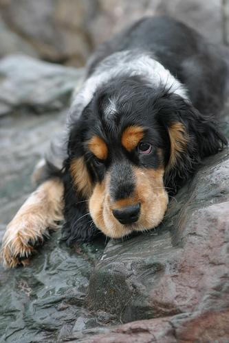 A dog image from https://images.dog.ceo/breeds/spaniel-cocker/n02102318_2698.jpg