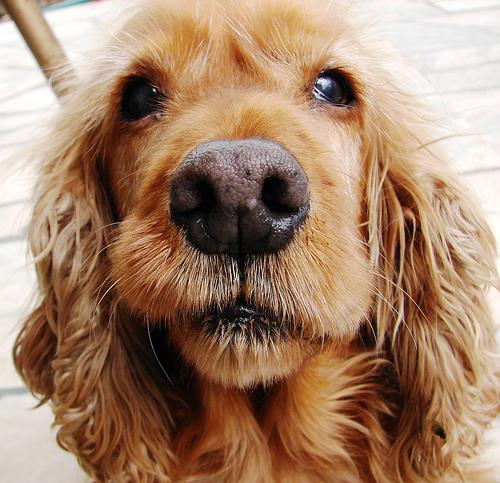 A dog image from https://images.dog.ceo/breeds/spaniel-cocker/n02102318_3415.jpg