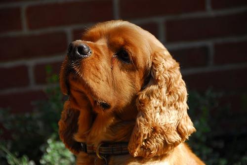 A dog image from https://images.dog.ceo/breeds/spaniel-cocker/n02102318_4137.jpg