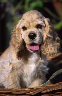 A dog image from https://images.dog.ceo/breeds/spaniel-cocker/n02102318_7010.jpg