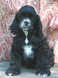 A dog image from https://images.dog.ceo/breeds/spaniel-cocker/n02102318_8697.jpg