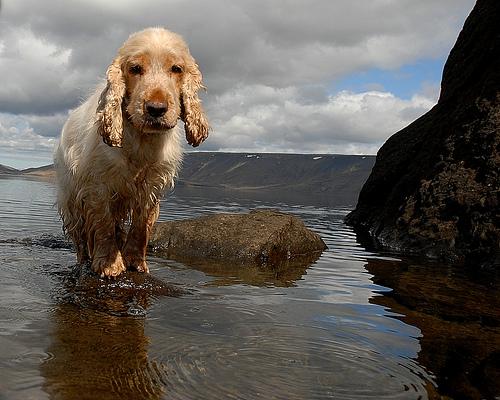 A dog image from https://images.dog.ceo/breeds/spaniel-cocker/n02102318_89.jpg