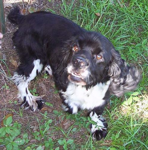 A dog image from https://images.dog.ceo/breeds/spaniel-cocker/n02102318_9254.jpg