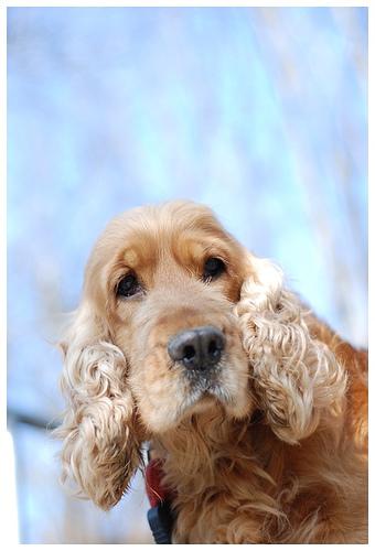 A dog image from https://images.dog.ceo/breeds/spaniel-cocker/n02102318_9425.jpg