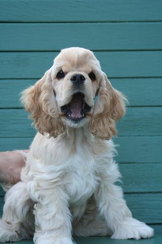 A dog image from https://images.dog.ceo/breeds/spaniel-cocker/n02102318_9488.jpg