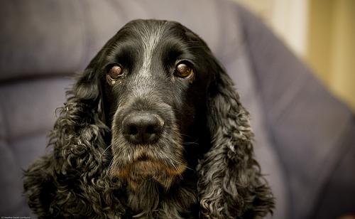 A dog image from https://images.dog.ceo/breeds/spaniel-cocker/n02102318_9753.jpg