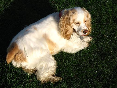 A dog image from https://images.dog.ceo/breeds/spaniel-cocker/n02102318_9755.jpg