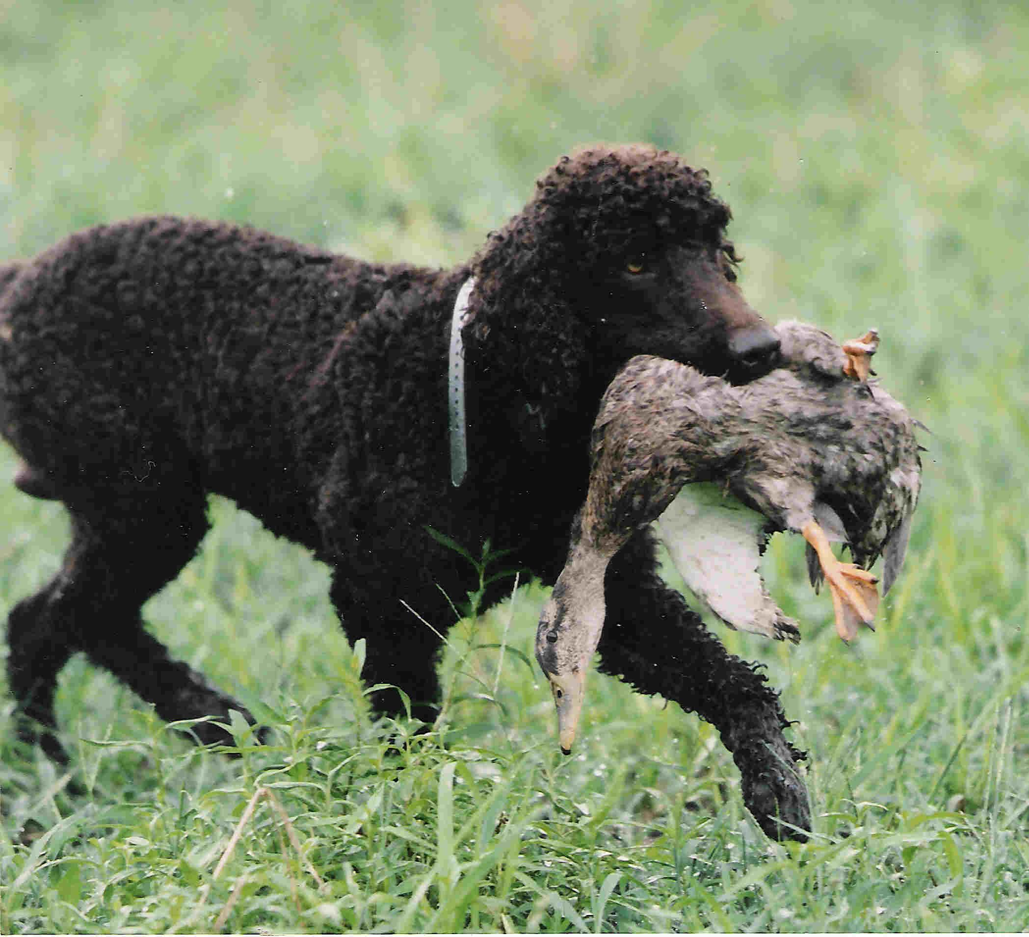 spaniel