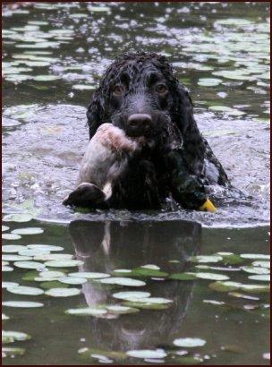 A dog image from https://images.dog.ceo/breeds/spaniel-irish/n02102973_1822.jpg