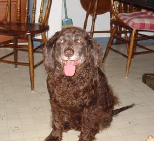 A dog image from https://images.dog.ceo/breeds/spaniel-irish/n02102973_2153.jpg