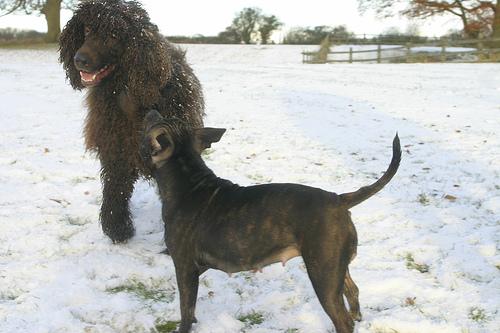 A dog image from https://images.dog.ceo/breeds/spaniel-irish/n02102973_2209.jpg