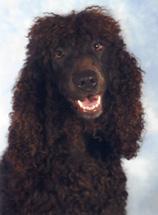 A dog image from https://images.dog.ceo/breeds/spaniel-irish/n02102973_2727.jpg