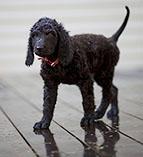 A dog image from https://images.dog.ceo/breeds/spaniel-irish/n02102973_3623.jpg