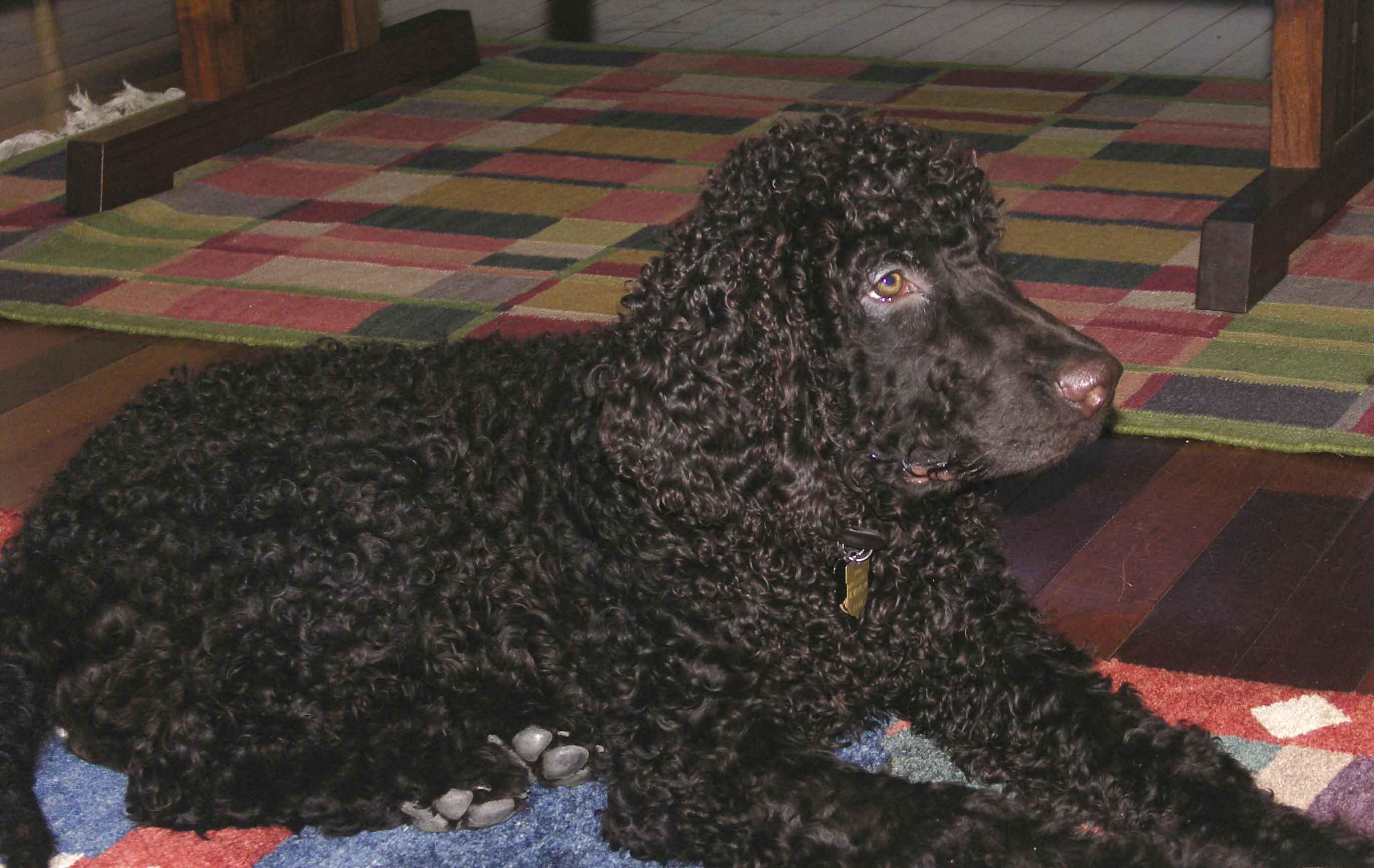 A dog image from https://images.dog.ceo/breeds/spaniel-irish/n02102973_3999.jpg