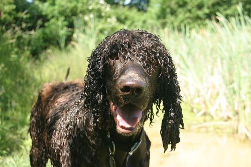 A dog image from https://images.dog.ceo/breeds/spaniel-irish/n02102973_411.jpg