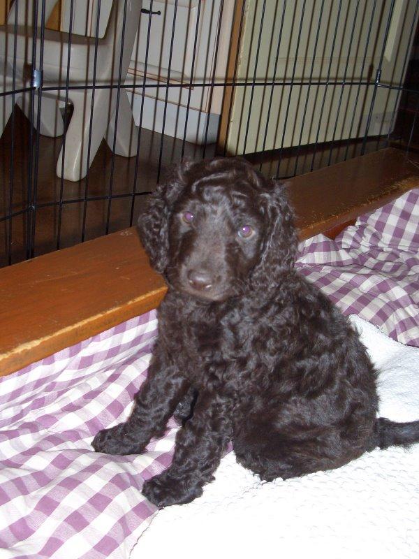 A dog image from https://images.dog.ceo/breeds/spaniel-irish/n02102973_723.jpg