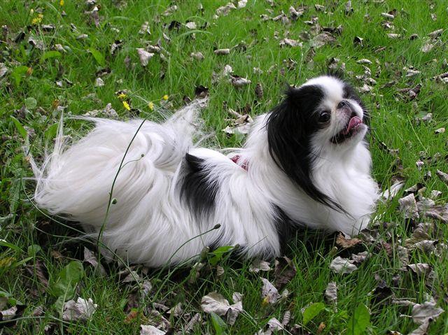 A dog image from https://images.dog.ceo/breeds/spaniel-japanese/n02085782_1284.jpg